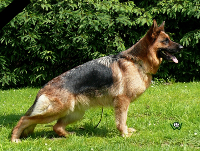 Ferrari Slezin Lovan