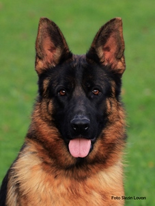 Gothica Slezin Lovan