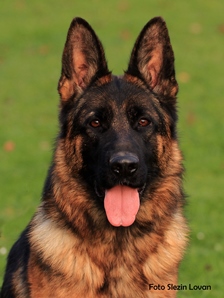 Harley Quinn Slezin Lovan