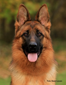 Justicia Slezin Lovan