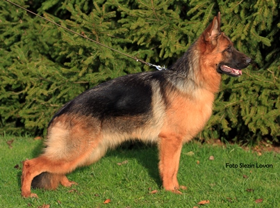 Justicia Slezin Lovan