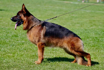 Quatro von Regina Pacis