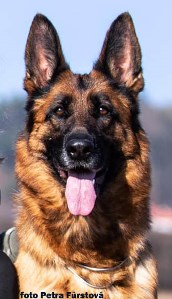 Yanisha vom Bierstadter Hof