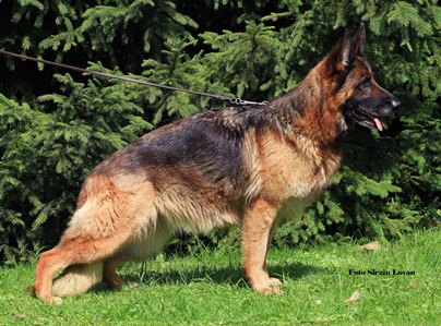 Yanisha vom Bierstadter Hof